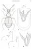 Bryaxis pyrenaeus